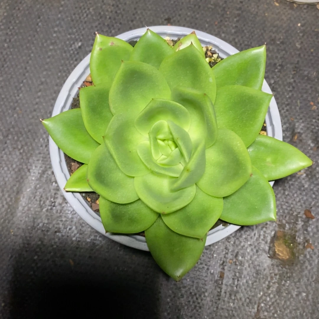 一**开多肉植物多肉植物77777