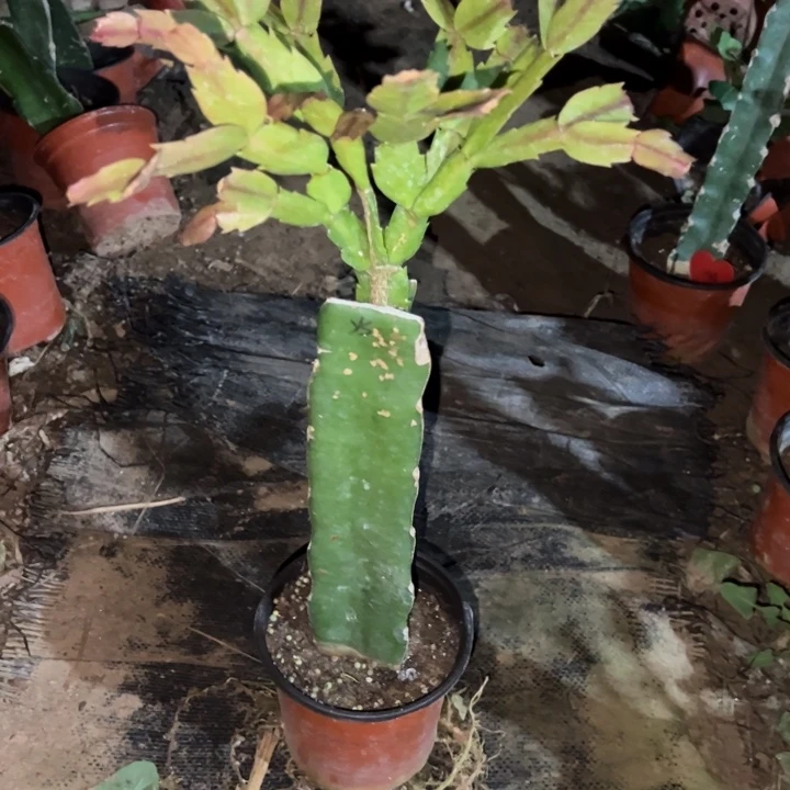 天***梦当前无花栽培后可以开花雅丝413