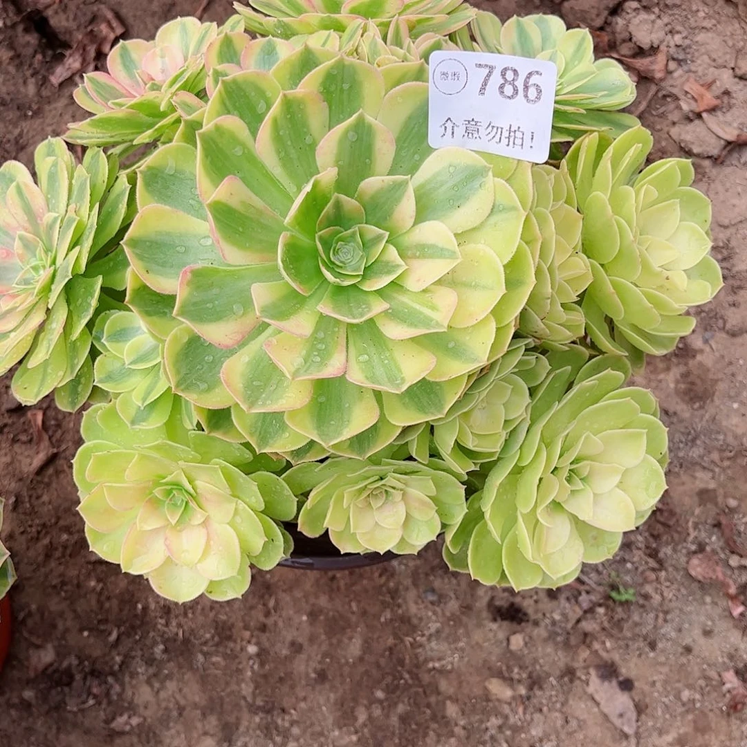 无花朵多肉植物786