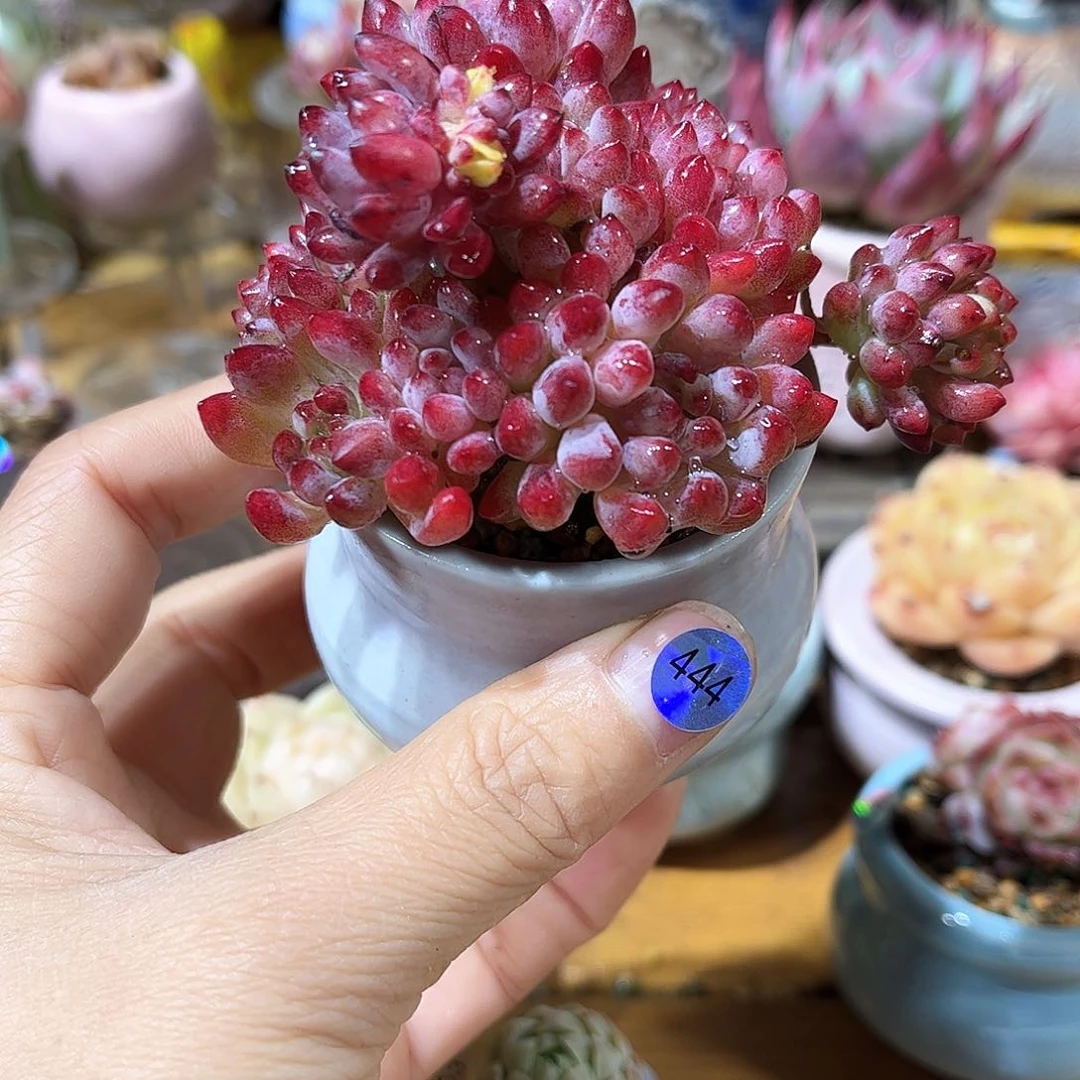 444 多肉含盆土30元包邮除偏远