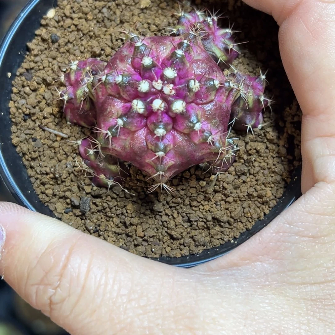 ?*?实生海神，带盆土发货