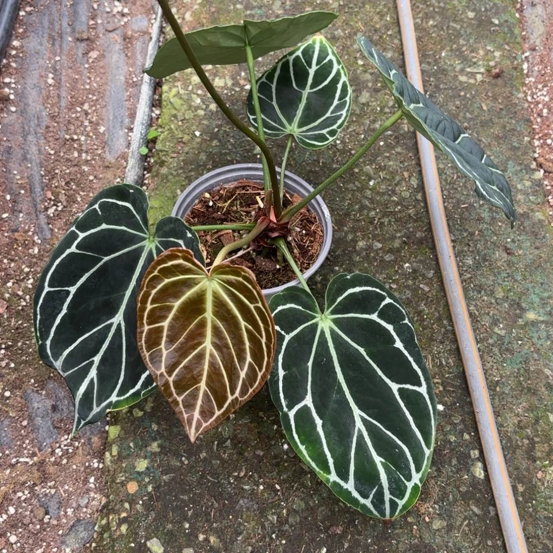完全开放哥伦比亚黑水晶