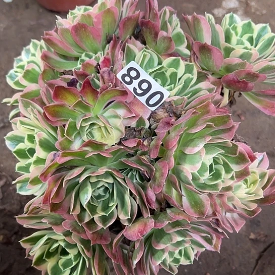 ╰****看多肉植物一个