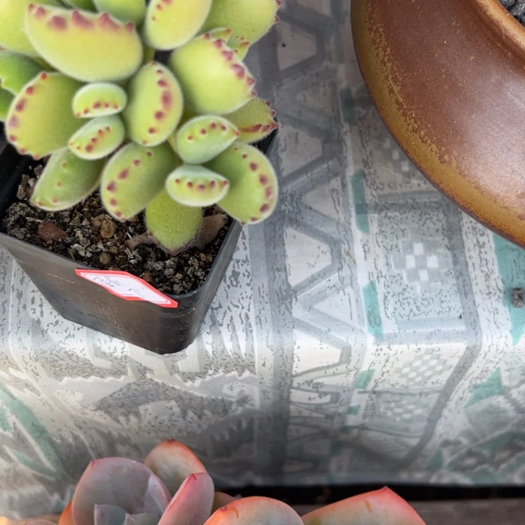 多肉植物drzw多肉植物