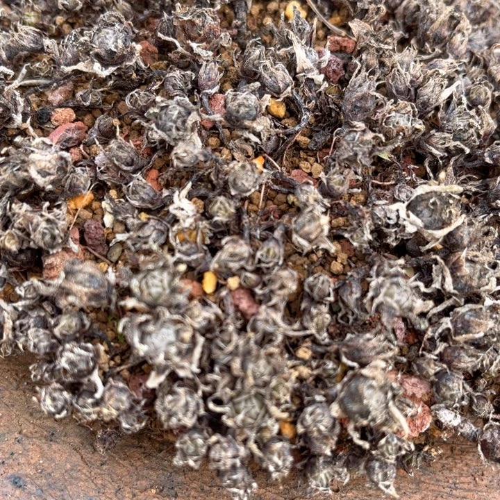 山野山野草一****在山野山野