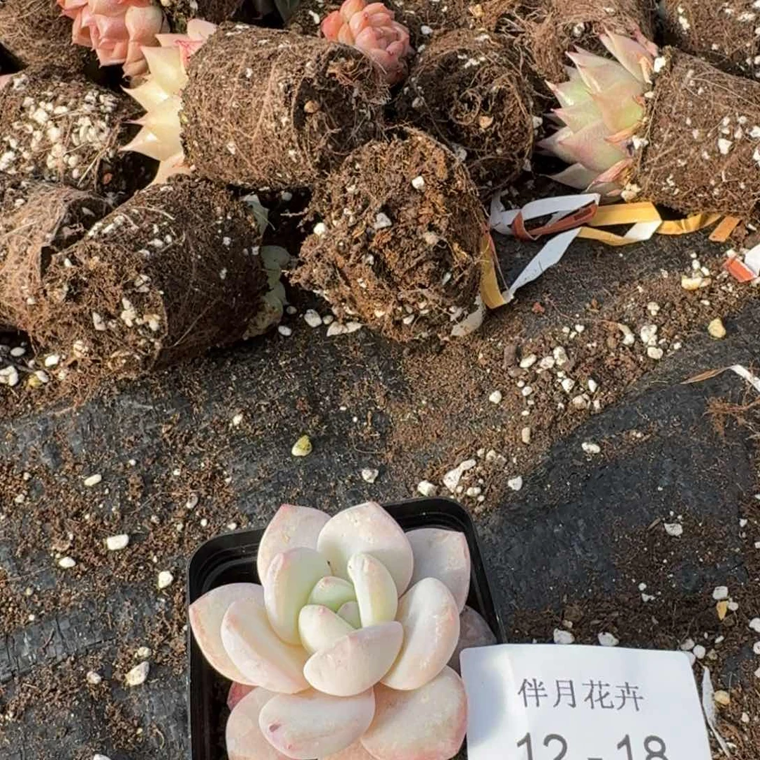 保底30颗量拍五号箱子发货12-18