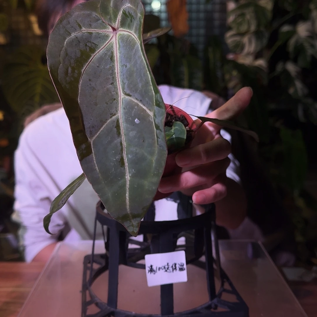 不开花植物G221紫水晶杂papi大风车