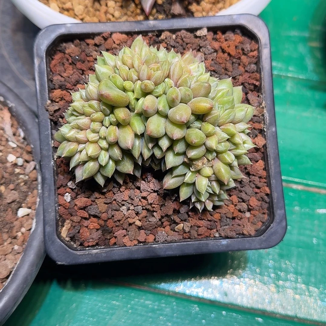 多肉植物多肉植物