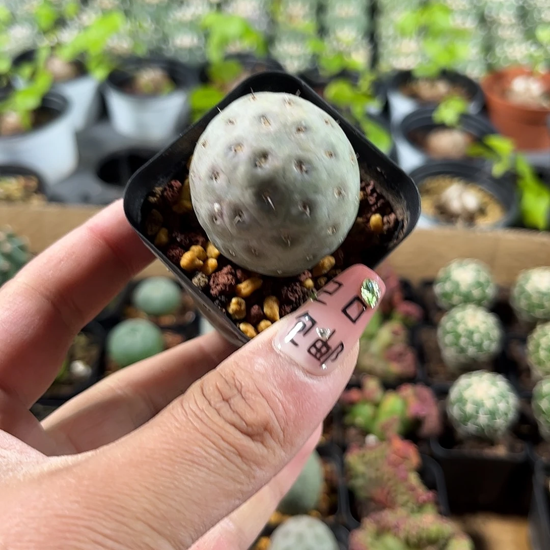 习志野单头发货单头