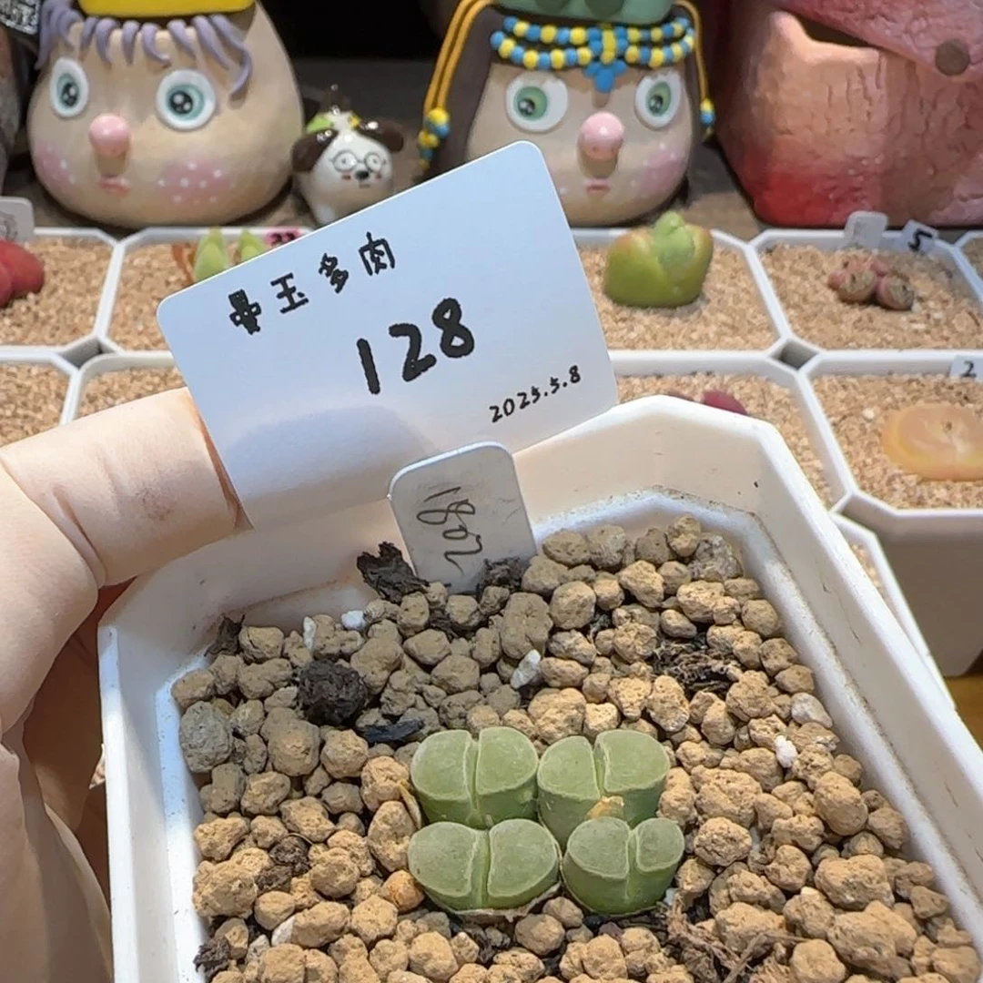 ?***拾多肉多肉多肉5.8-128