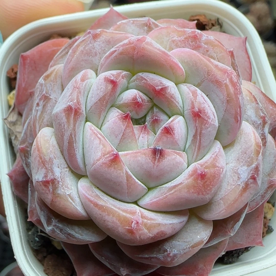 花语逸镜0226-383