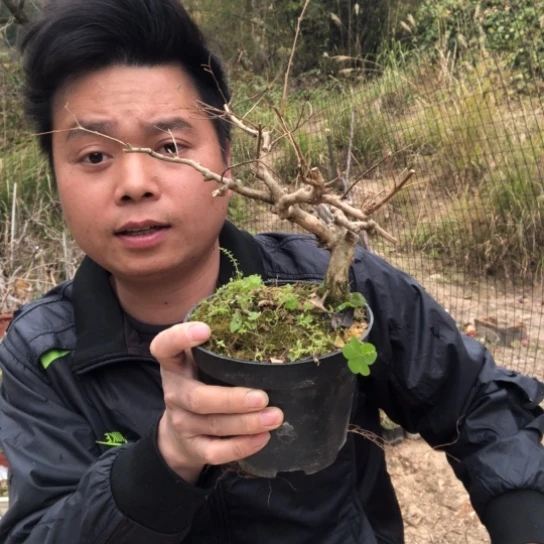 盆景素材盆栽绿植青**代