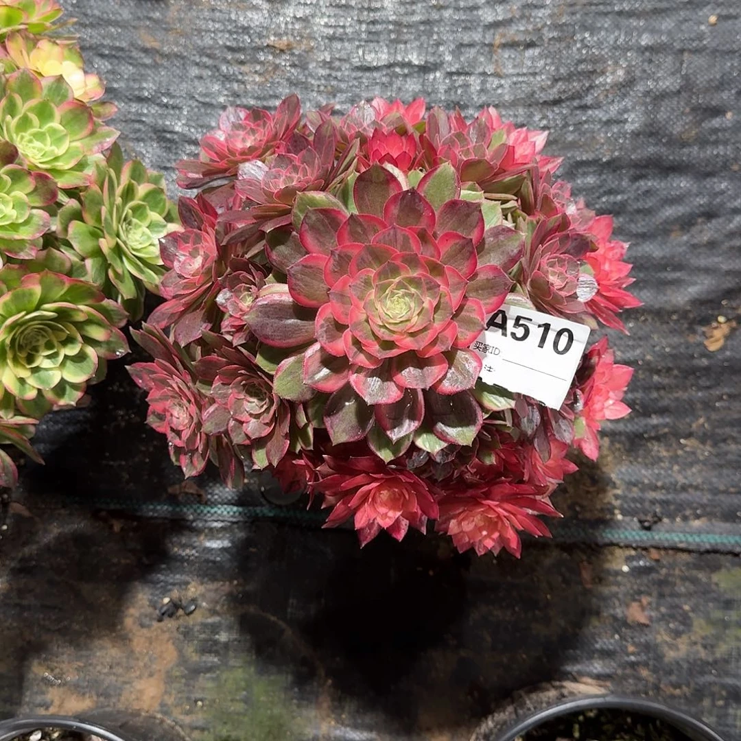 黑魔锦多肉法师510