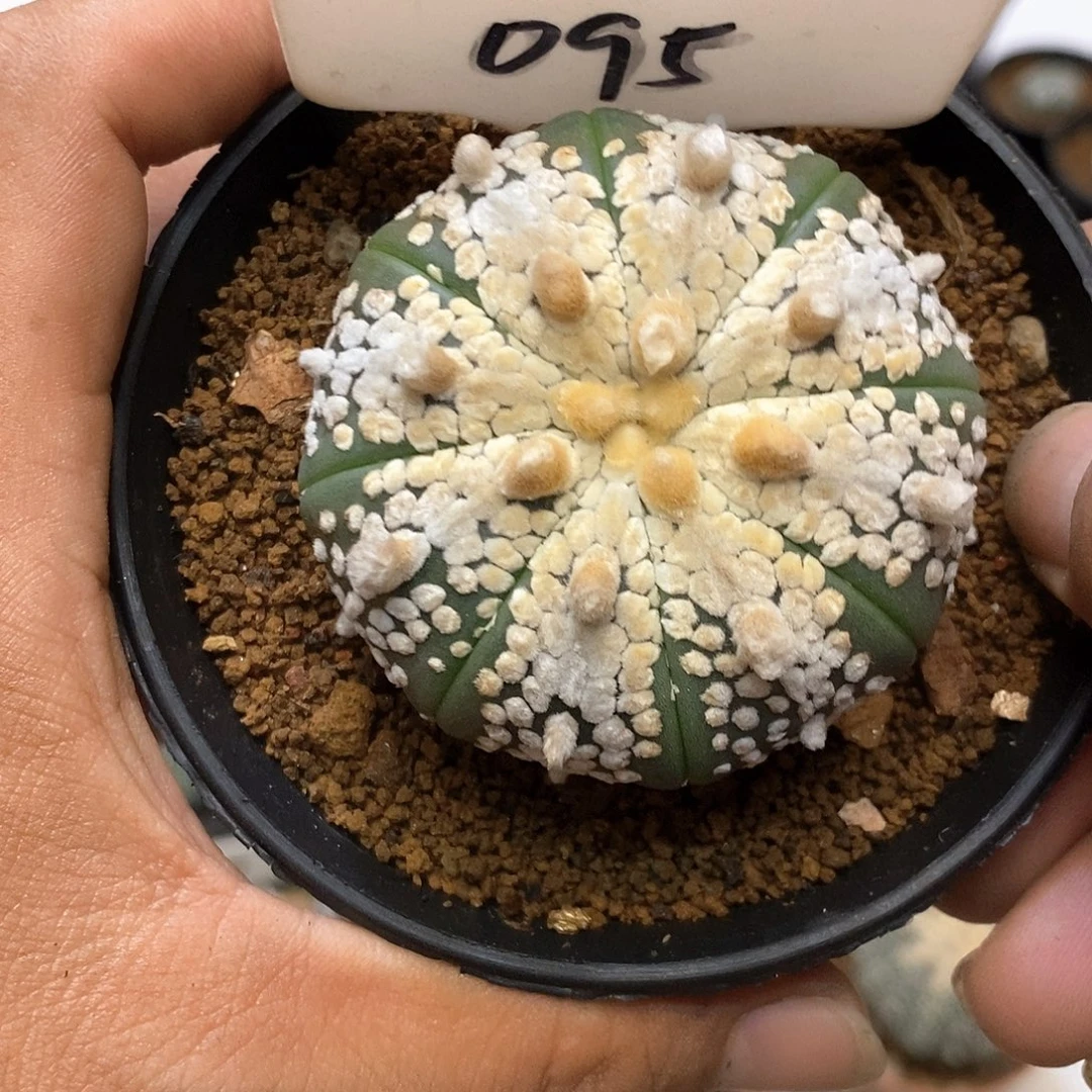 喵***玩095皇室奇迹兜福利特价咯