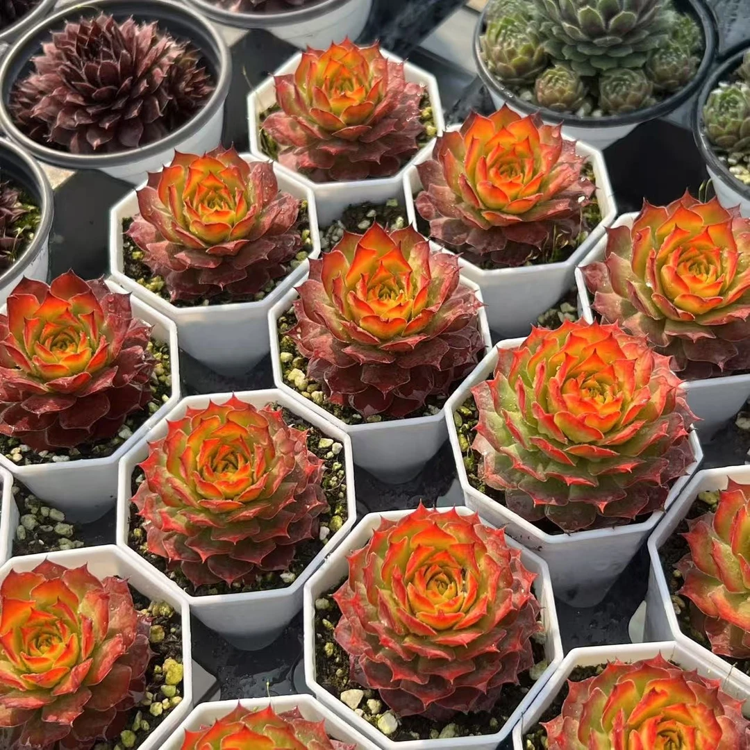 7厘米盆金砖小苗带盆栽好发货多肉盆栽