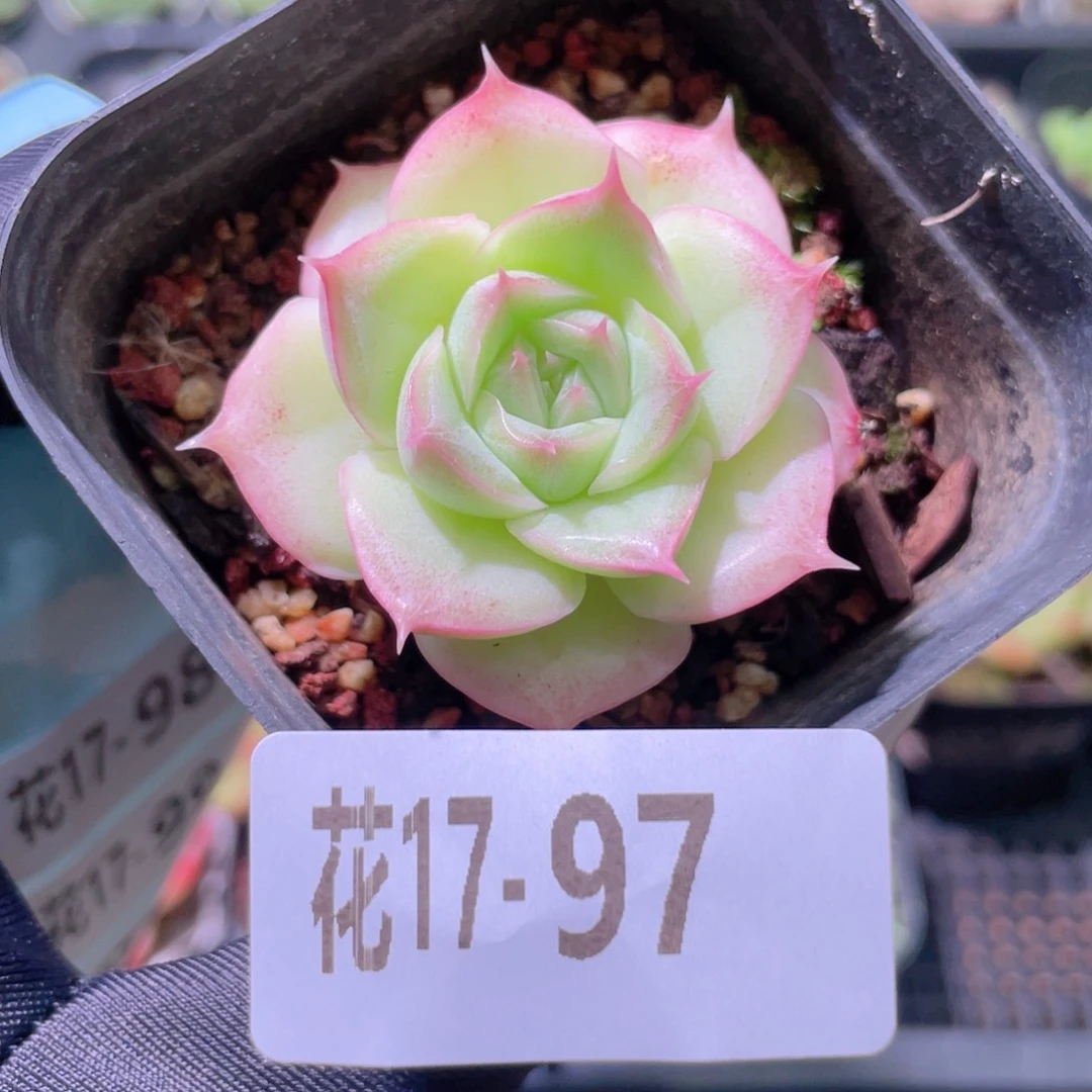 花利美17-97麦秆单头