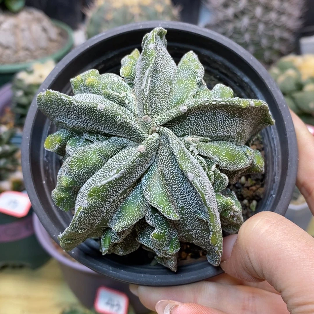 52号 实生 银沙黄体核桃8.5公分