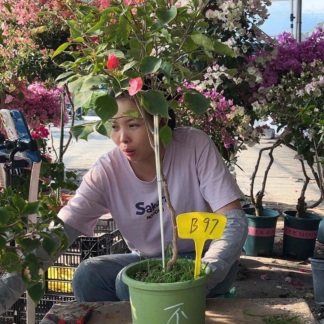 倒***舍大部分花苞少量开放B97不甜