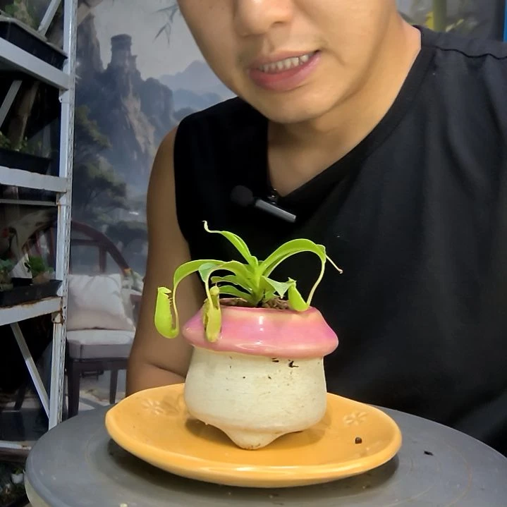 若*?中青园艺一物一拍195