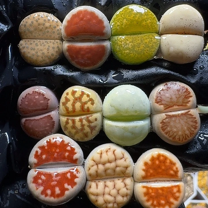 生石花111122。   220