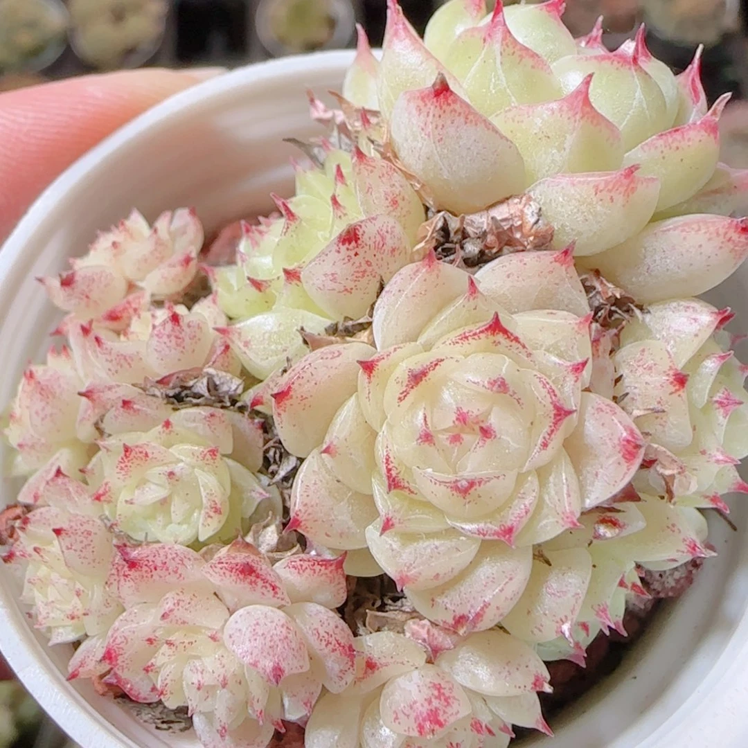 花语逸镜1116-659散