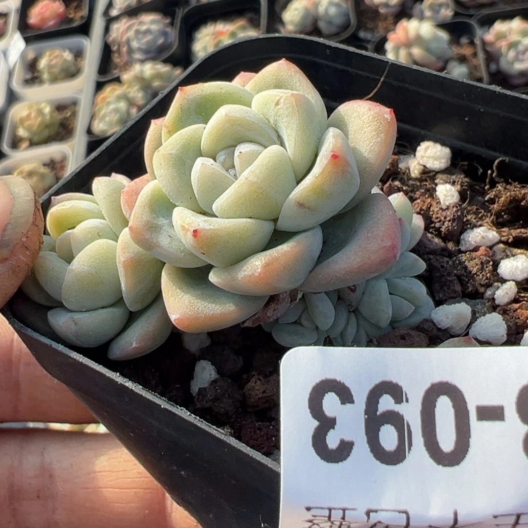 凡*。小卡拉米糖心一物一拍13-93