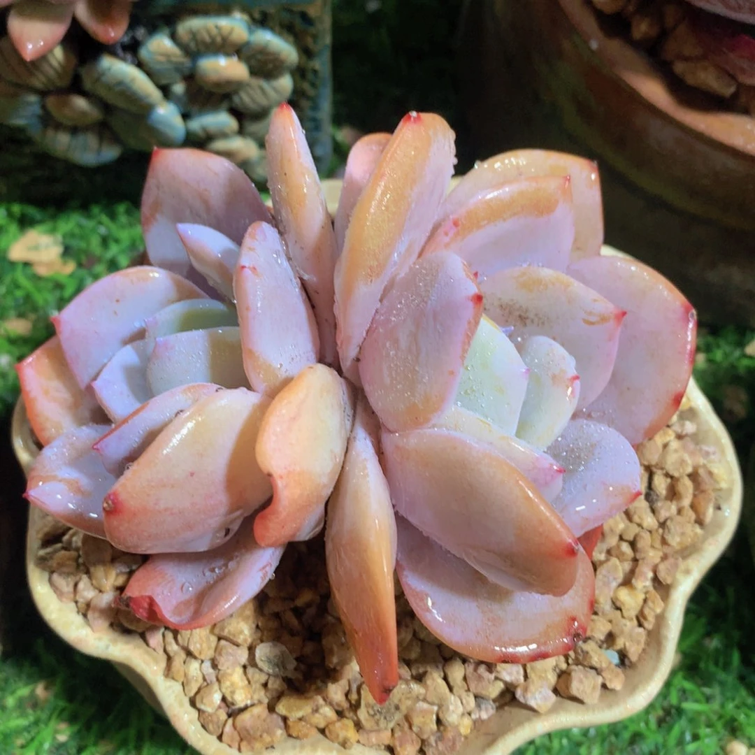 奶茶12 公分一物一拍