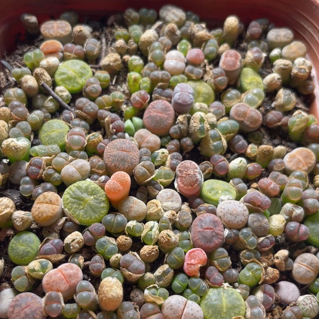 今晚大盆特价更新～35