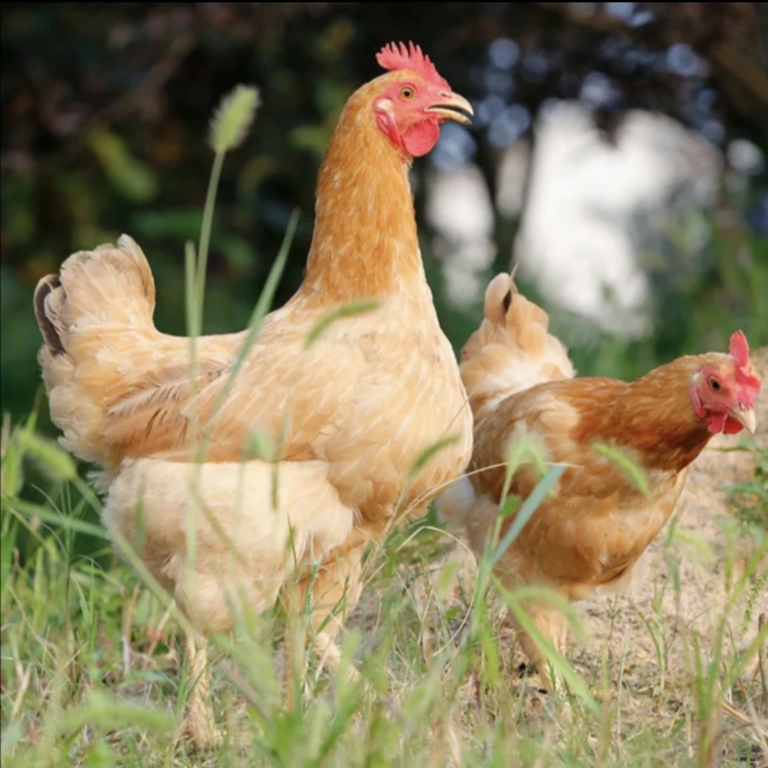 农家土鸡生态散养300天以上跑山鸡肉质紧实汤鲜味美【京东冷链】