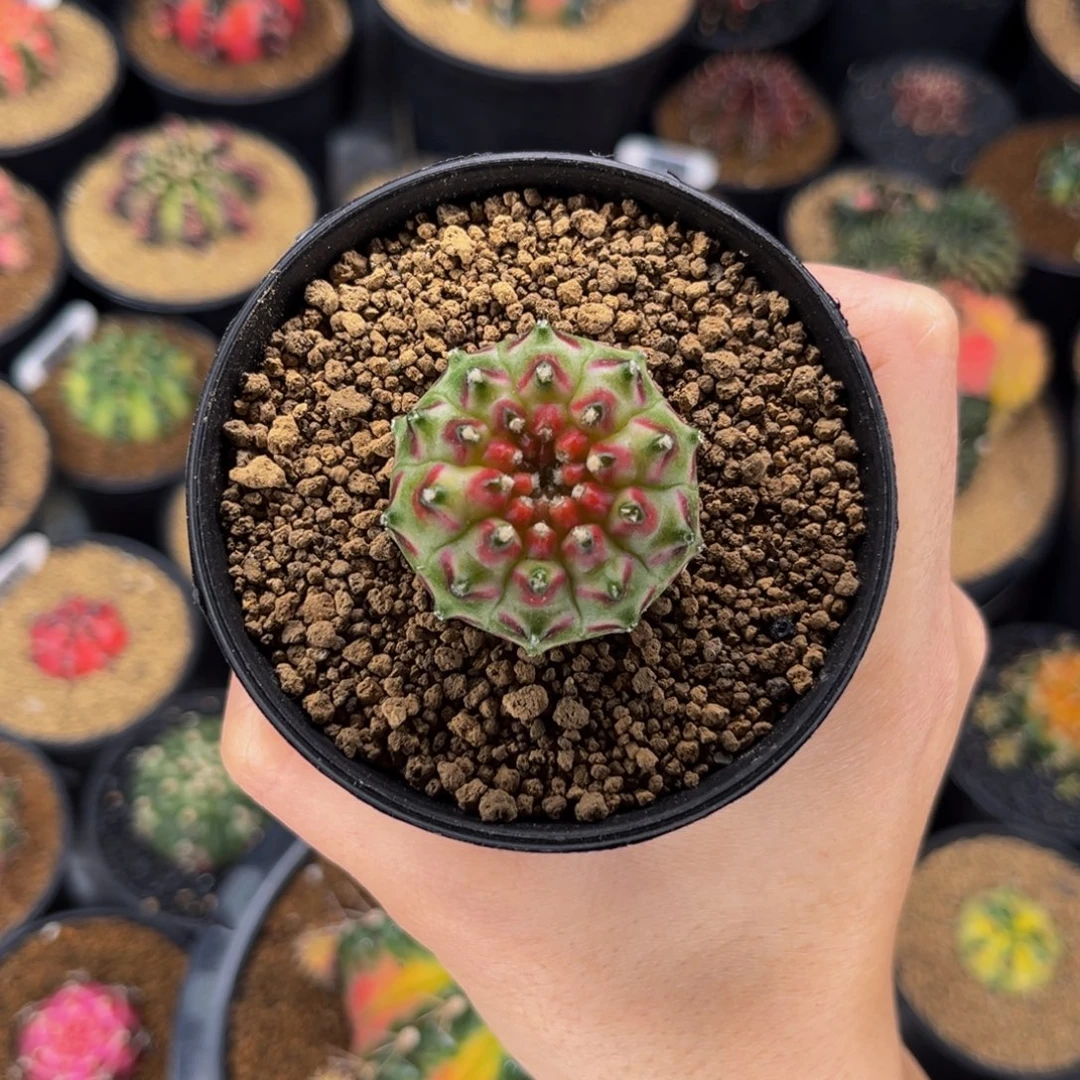 红v纹轮回 米哈仙人球