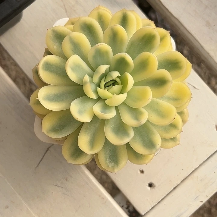 草莓冰锦多肉植物