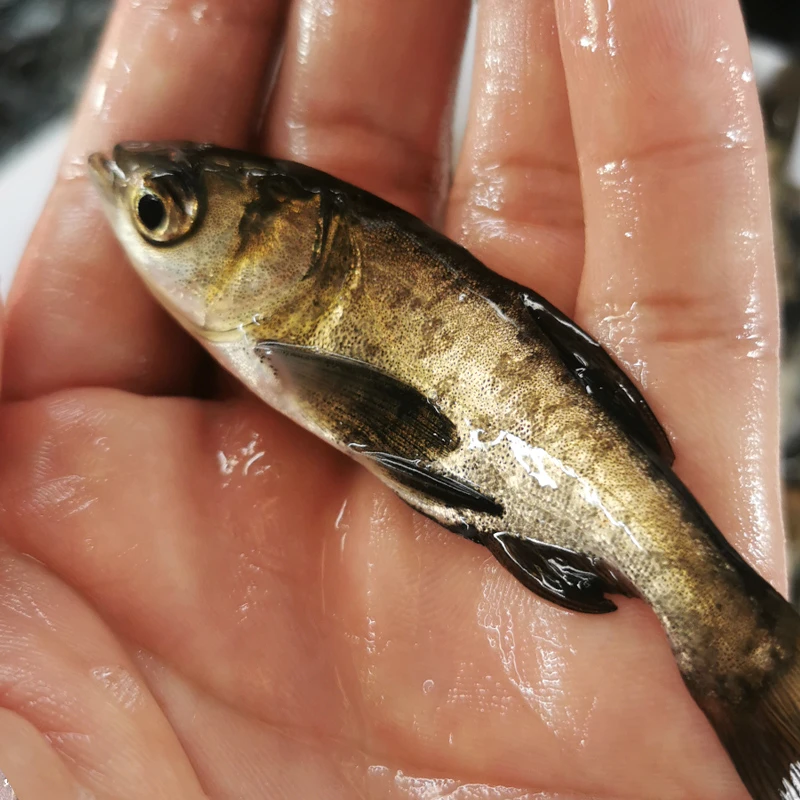 花鲢 淡水活体养殖宠物观赏鱼