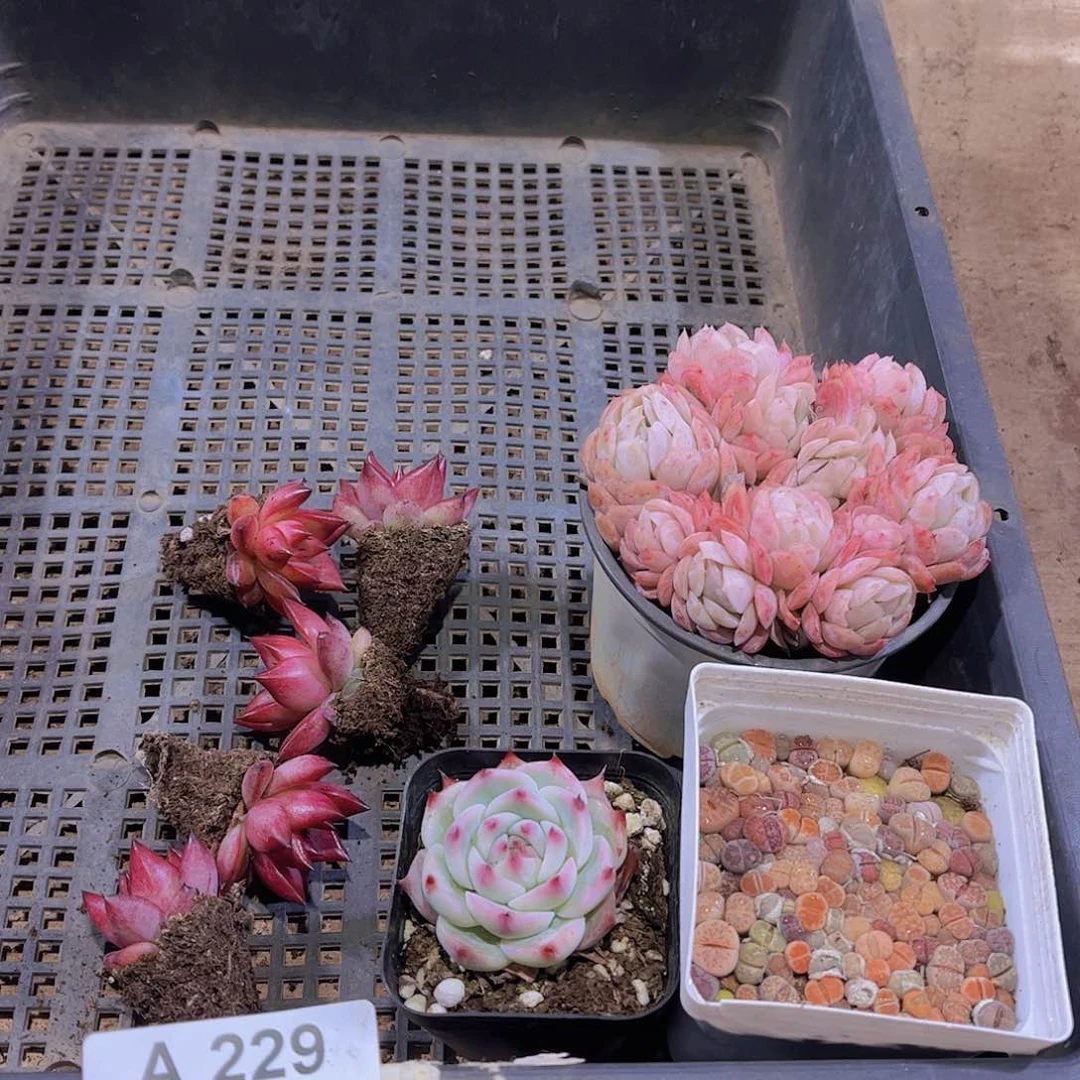 多肉229多肉植物