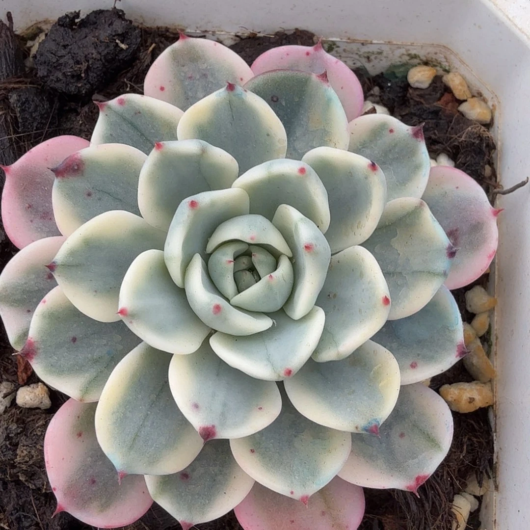 娜娜小沟锦，多肉植物