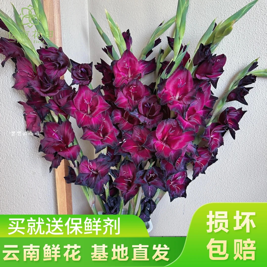 (田主推荐)稀有黑海剑兰【全店任意满两件发顺丰京东】云南剑兰鲜花