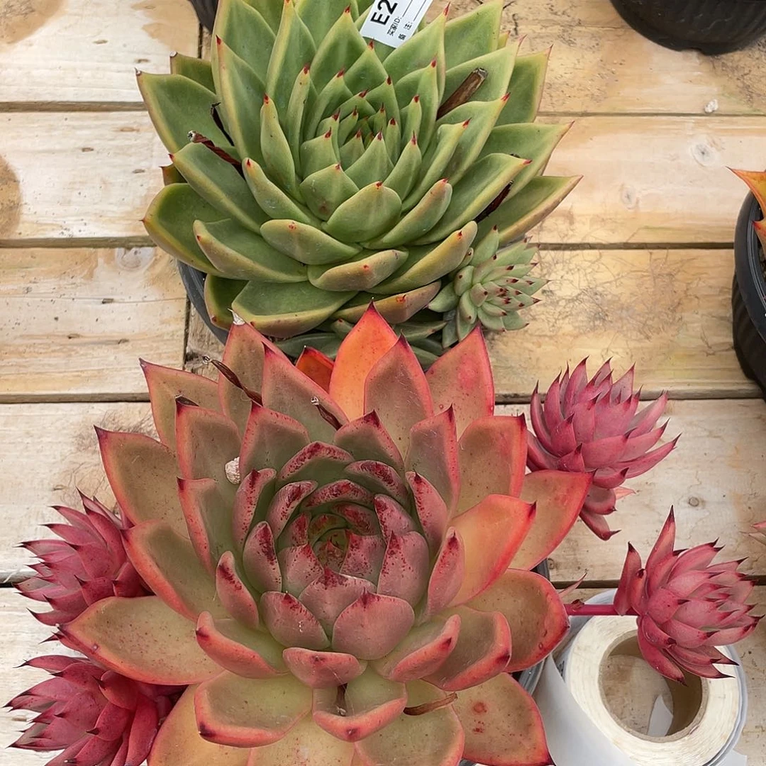 若如东云组拍E218