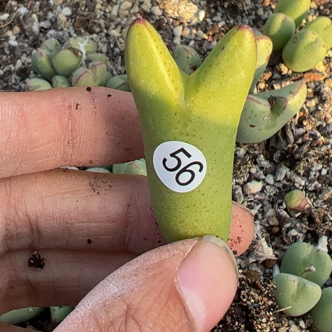 多肉植物11111111111111111