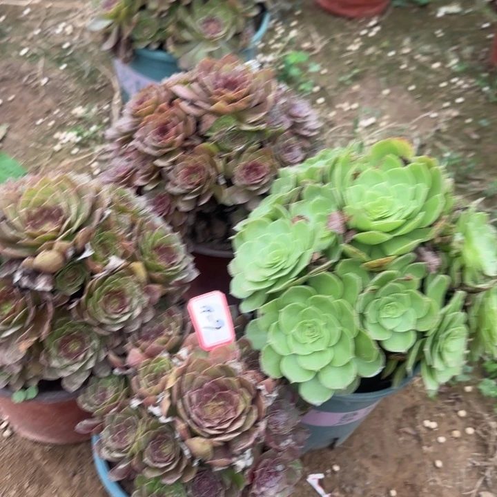 11-9福利4颗不包断肢