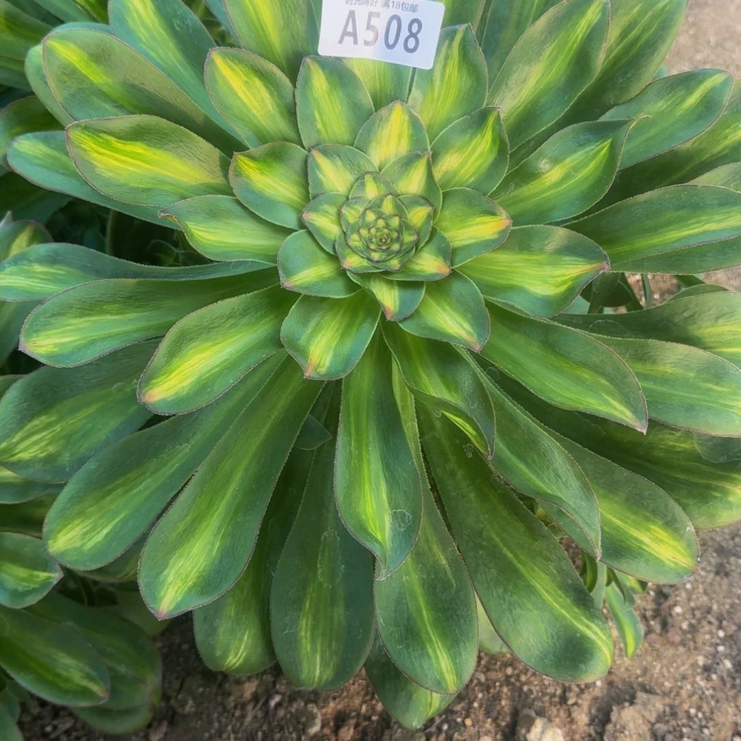 ?****间508燕姿中斑多肉植物