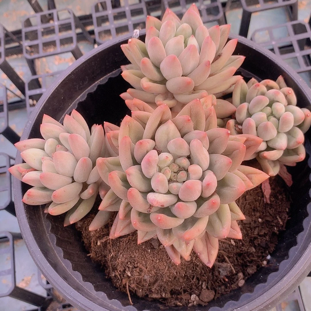 红蜻蜓一物一拍3456678899