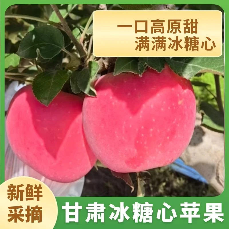 甘肃靖远三摊冰糖心苹果新鲜现摘 当季水果脆甜多汁冰糖心