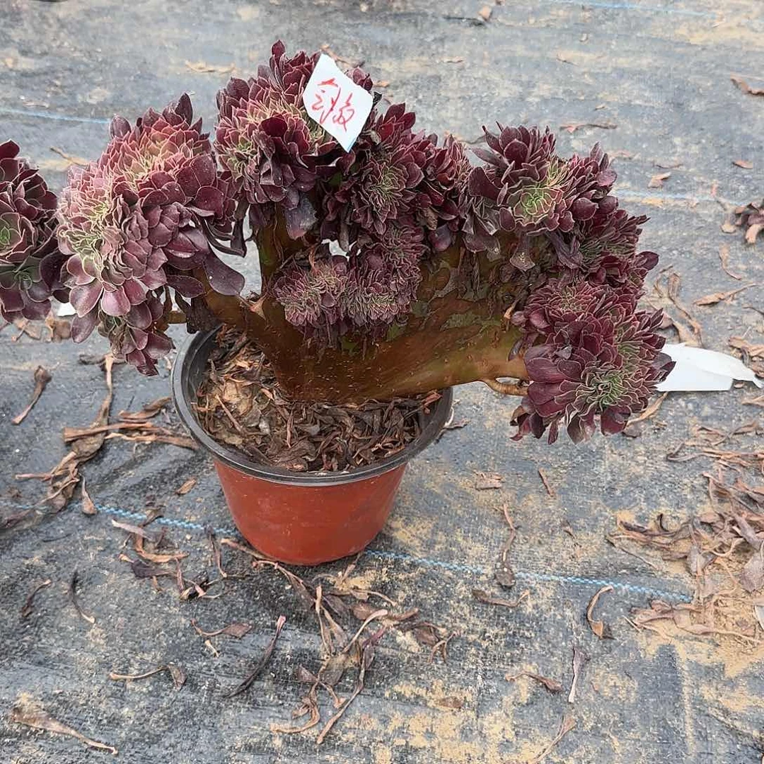 剑***叔无花朵欧紫锥去办哦哦哦哦哦哦