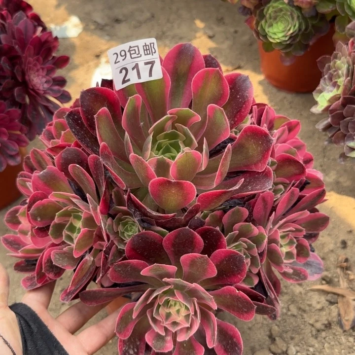 女郎……多肉植物……