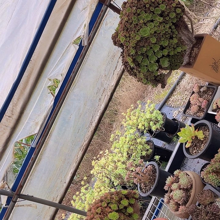 法师缀2566多肉植物