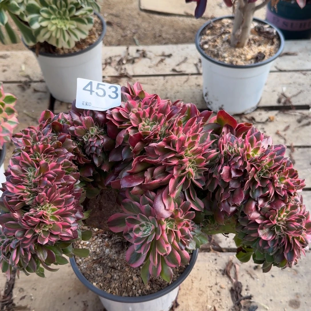 453香妃缀化多肉