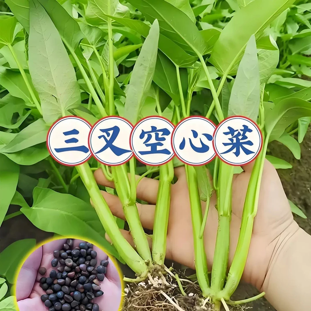 三叉空心菜种子通心菜种籽四季高产阳台盆栽广西柳叶空心菜种子