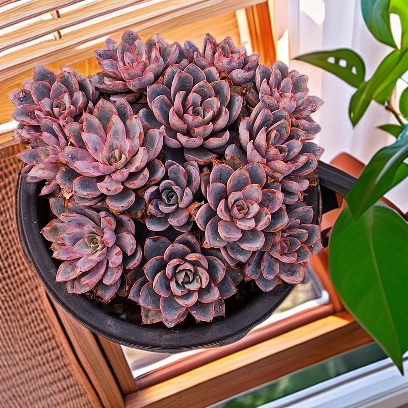 赫拉150#SDW  精品多肉 好看好养新手闭眼入 一单也包邮