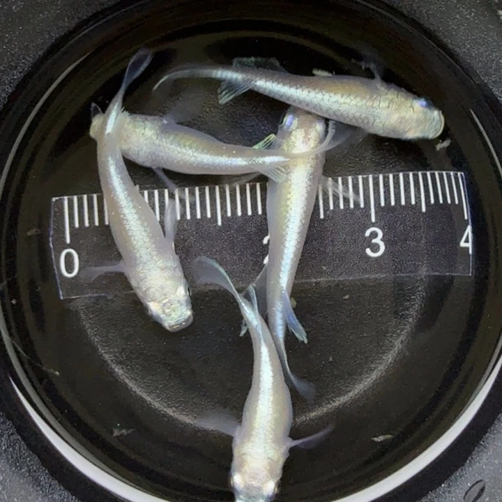 青鳉鱼短体白珍珠1号