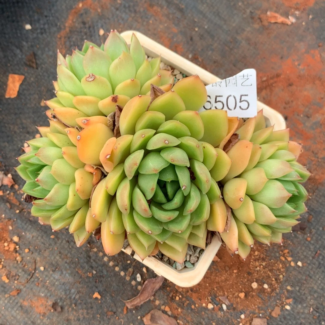 文*6505杂交精品基地14厘米