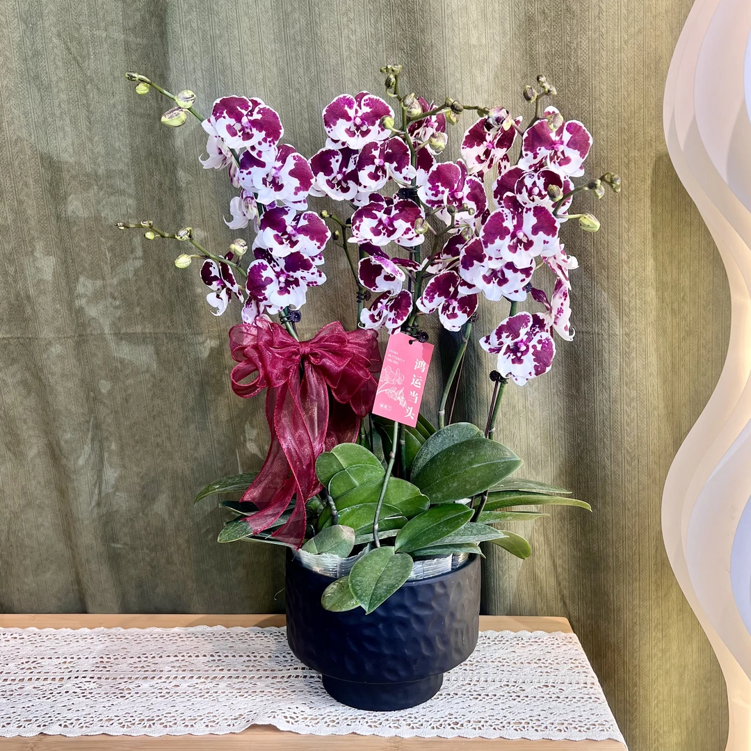 【一千零一夜】蝴蝶兰 稀有紫红系 欧品大花舌 高端绿植花卉 送礼